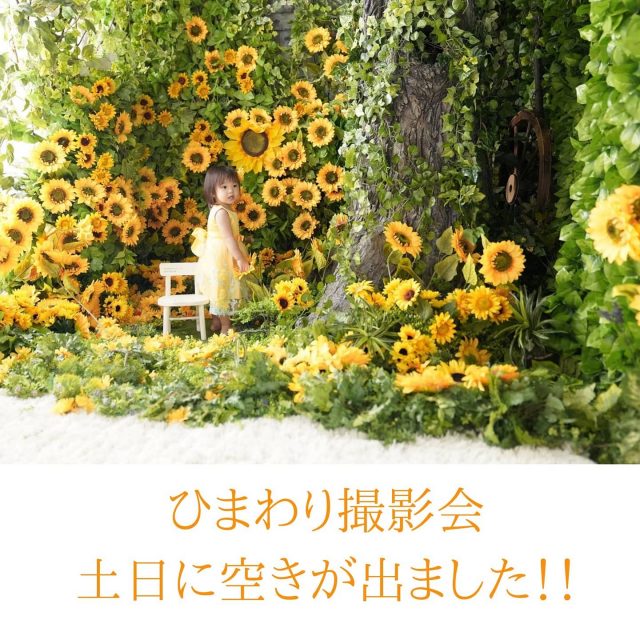 向日葵のブログ一覧 京都のおしゃれな写真館 スタジオレンブラント