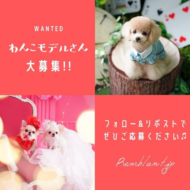 犬好きさんと繋がりたいのブログ一覧 京都のおしゃれな写真館 スタジオレンブラント