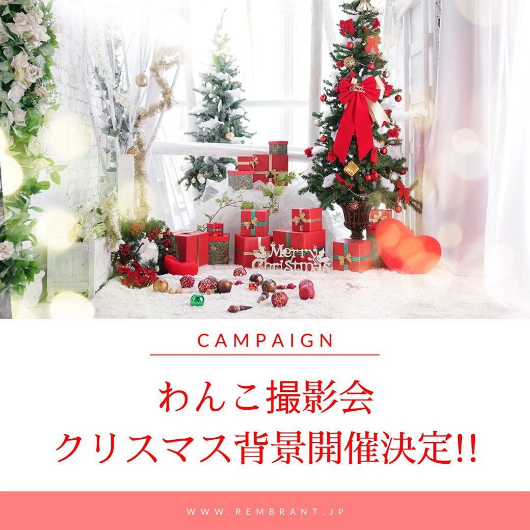 クリスマス！わんこ撮影会開催決定！