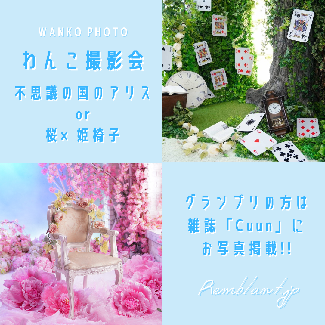 ４月のわんこ撮影会【イースター不思議の国のアリスor桜×姫椅子撮影会】開催します！