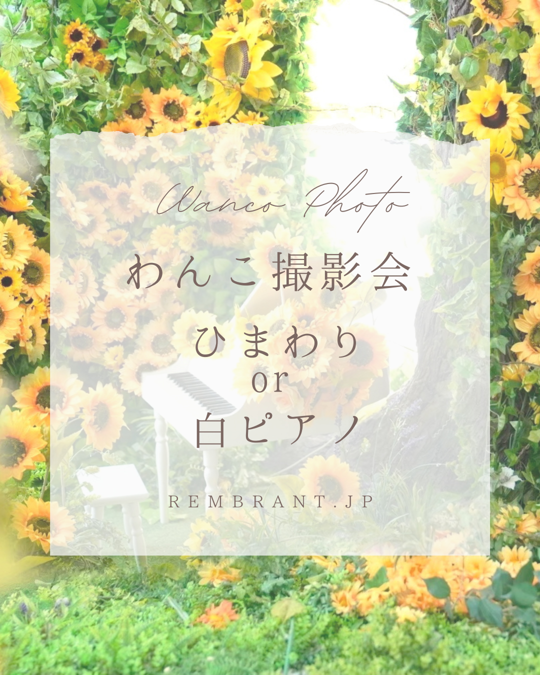 ７月&８月のわんこ撮影会【ひまわり&白ピアノ撮影会】開催します！